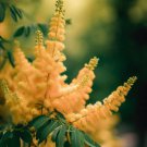 Rhus Copallina Flameleaf Sumac Shrub Seeds Vibrant Fall Foliage Easy to Grow