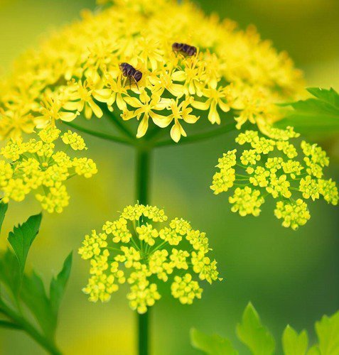 Lovage Levisticum Officinale Herb Seeds Natural Aromatic Tall And Graceful Easy to Grow