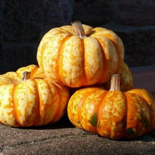Hooligan Pmt F1 Hybrid Pumpkin Cucurbita Maxima Vegetable Seeds Easy to Grow