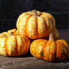 Hooligan Pmt F1 Hybrid Pumpkin Cucurbita Maxima Vegetable Seeds Easy to Grow