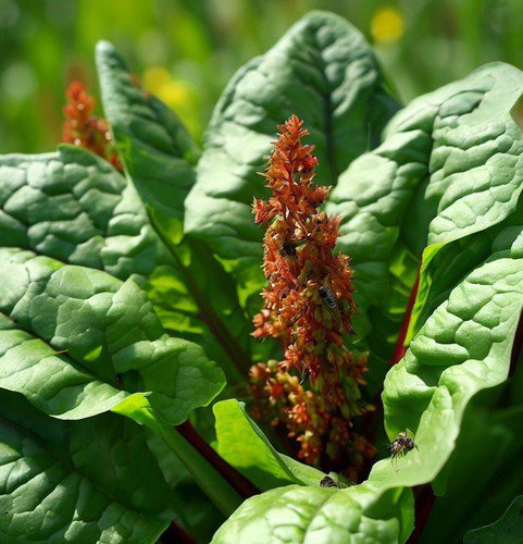 Sorrel Large Leaf Rumex Acetosa Herb Seeds Tart Lemon Like Flavor Easy to Grow