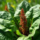 Sorrel Large Leaf Rumex Acetosa Herb Seeds Tart Lemon Like Flavor Easy to Grow