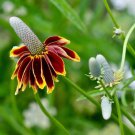 Ratibida Columifera Mexican Hat Upright Prairie Coneflower Flower Seeds Easy to Grow