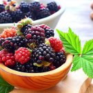 Rubus Allegheniensis Allegheny Blackberry Shrub Seeds Attractive Appearance Easy to Grow