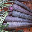 Black Nebula Carrot Daucus Carota Vegeatable Seeds Rich In Anthocyanins Easy to Grow