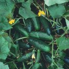 Marketmore 76 Cucumber Slicing Cucumis Sativus Vegetable Seeds High Yields Easy to Grow