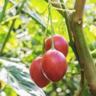 Cyphomandra Betaceae Tomato Tree Tree Seeds Large Shrubby Plant Easy to Grow Cyphomandra Betaceae Tomato Tree Tree Seeds Large Shrubby Plant Easy to Grow