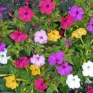 Mirabilis Jalapa Four O'Clock Formula Mix Flower Seeds Eye Catching Blooms Easy to Grow
