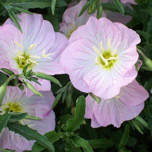 Oenothera Speciosa Showy Evening Primrose Flower Seeds Showy And Delicate Easy to Grow