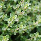 Thyme German Or Winter Thymus Vulgaris Herb Seeds Cold Hardy Perennial Herb Easy to Grow