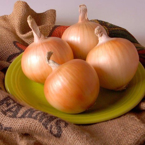 Texas Early Grano 502 Onion Short Day Allium Cepa Vegetable Seeds Easy to Grow