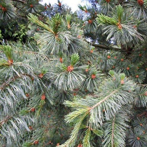 Pinus Strobiformis Southwestern White Pine Tree Seeds Blue Greenish Needles Easy to Grow