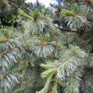Pinus Strobiformis Southwestern White Pine Tree Seeds Blue Greenish Needles Easy to Grow