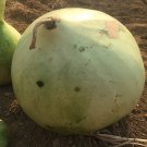 Bushel Gourd Lagenaria Siceraria Vegetable Seeds Massive Size Easy to Grow