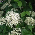 Viburnum Dilatatum Linden Arrowwood Shrub Seeds Fragrant Blooms Easy to Grow
