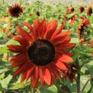 Helianthus Annuus 'Velvet Queen' Sunflower Velvet Queen Flower Seeds Easy to Grow