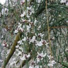 Genista Monosperma Bridalveil Woodwaxen Shrub Seeds Vibrant Flowers Drought Easy to Grow
