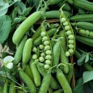 Early Frosty Garden Pea Pisum Sativum Vegetable Seeds Cold Hardy Easy to Grow