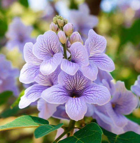 Paulownia Elongata Empress Tree Tree Seeds Impressive Flowers Easy to Grow