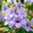 Paulownia Elongata Empress Tree Tree Seeds Impressive Flowers Easy to Grow