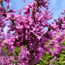 Cercis Chinensis Chinese Redbud Tree Seeds Showy Pea Like Shaped Flowers Easy to Grow
