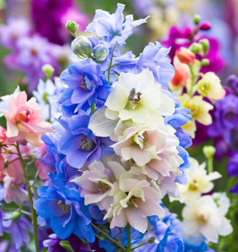 Delphinium Consolida 'Imperial Mix' Rocket Larkspur Mixed Flower Seeds Easy to Grow