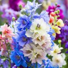 Delphinium Consolida 'Imperial Mix' Rocket Larkspur Mixed Flower Seeds Easy to Grow