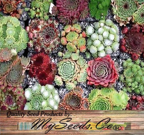 Sempervivum Hybridum Hen & Chicks Cactus Mixed Succulent Seeds Evergreen Easy to Grow