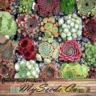 Sempervivum Hybridum Hen & Chicks Cactus Mixed Succulent Seeds Evergreen Easy to Grow