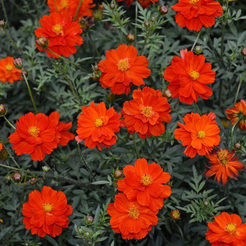 Cosmos Sulphureus Sulphur Cosmos Dwarf Red Flower Seeds Eye Catching Flowers Easy to Grow