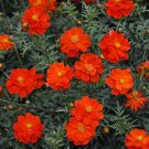 Cosmos Sulphureus Sulphur Cosmos Dwarf Red Flower Seeds Eye Catching Flowers Easy to Grow