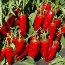 Marconi Red Pepper Sweet Capsicum Annuum Vegetable Seeds Large Size Easy to Grow