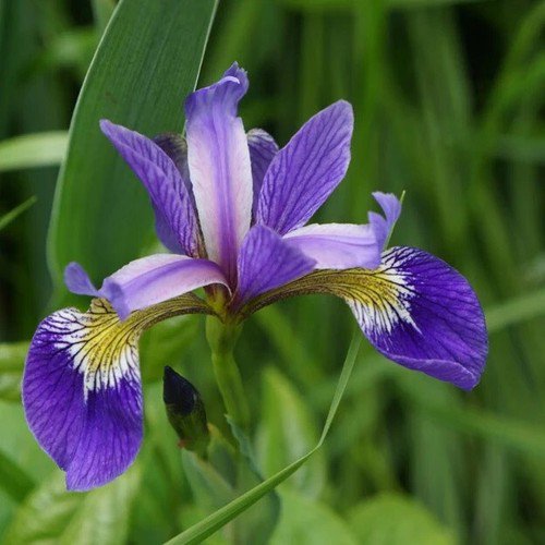 Iris Missouriensis Wild Blue Iris Flower Seeds Early Bloomer Tall Elegant Easy to Grow