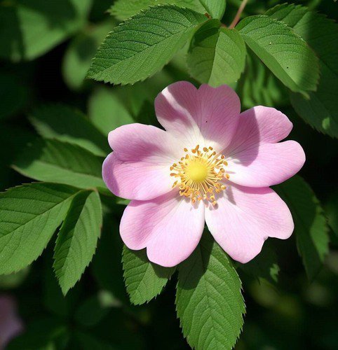 Rosa Palustris Swamp Rose Shrub Seeds Fragrant Flowers Aromatic Foliage Easy to Grow