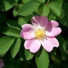 Rosa Palustris Swamp Rose Shrub Seeds Fragrant Flowers Aromatic Foliage Easy to Grow