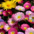 Dorotheanthus Bellidiformis Annual Iceplant Mixed Flower Seeds Colorful Easy to Grow