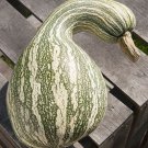 Cushaw Green Striped Pumpkin Cucurbita Maxima Vegetable Seeds Easy to Grow