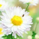 Chrysanthemum Paludosum Creeping Daisy Flower Seeds Tough And Resilient Easy to Grow