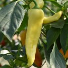 Hungarian Sweet Wax Pepper Sweet Capsicum Annuum Vegetable Seeds  Growth Easy to Grow