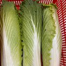 Pagoda Hybrid Michihili Type Brassica Rapa Pekinensis Vegetable Seeds Easy to Grow