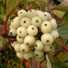 Cornus Alba Tartarian Dogwood Shrub Seeds Beautiful Autumn Display Easy to Grow