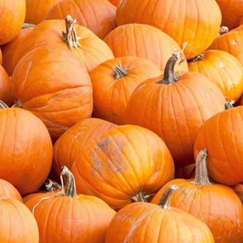 Spookie Pumpkin Cucurbita Maxima Vegetable Seeds Great For Carving Easy to Grow
