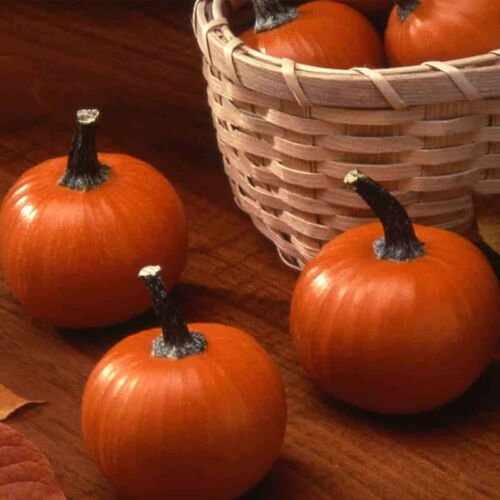 Wee Be Little Pumpkin Cucurbita Maxima Vegetable Seeds Tiny Size Easy to Grow