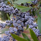 Myrica Cerifera Southern Waxmyrtle Tree Seeds Fragrant Foliage Showy Berries Easy to Grow