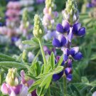 Lupinus Hartwegii Nanus Lupine Dwarf Mixed Pixie Delight Flower Seeds Easy to Grow