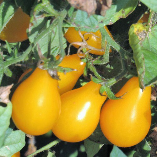 Yellow Pear Tomato Cherry Tomato Lycopersicon Esculentum Tomato Seeds Easy to Grow