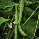 Burpee Stringless Green Bush Bean Phaseolus Vulgaris Vegetable Seeds Easy to Grow
