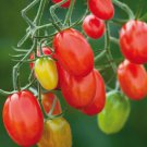 Sugar Plum F1 Hybrid Tomato Grape Tomato Lycopersicon Esculentum Tomato Seeds Easy to Grow