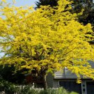 Gleditsia Triacanthos Inermis Thornless Honeylocust Tree Seeds No Thorns Easy to Grow