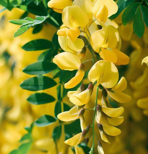 Laburnum Alpinum Scotch Laburnum Tree Seeds Showy Bright Yellow Flowers Easy to Grow